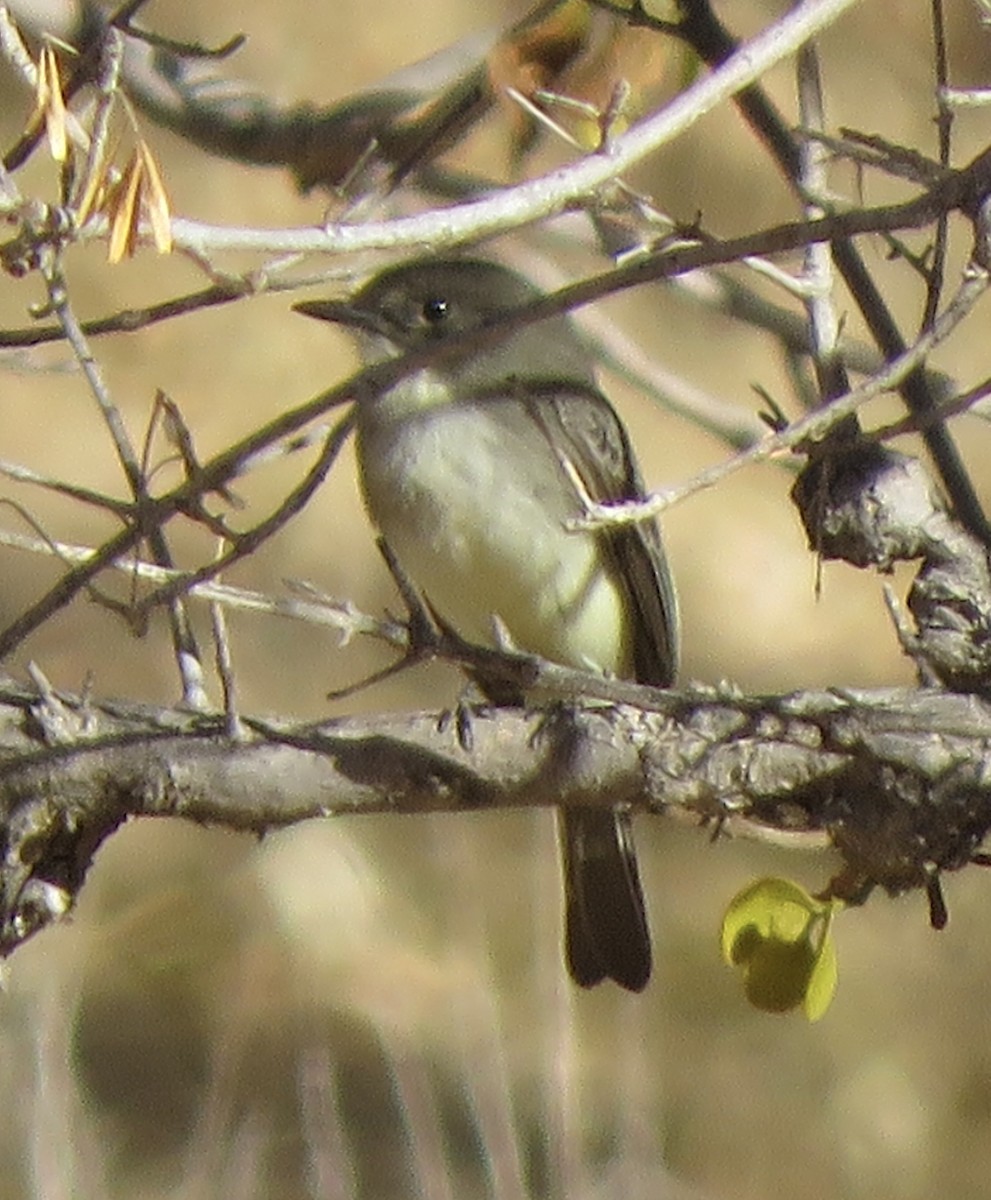 Eastern Phoebe - ML627826062