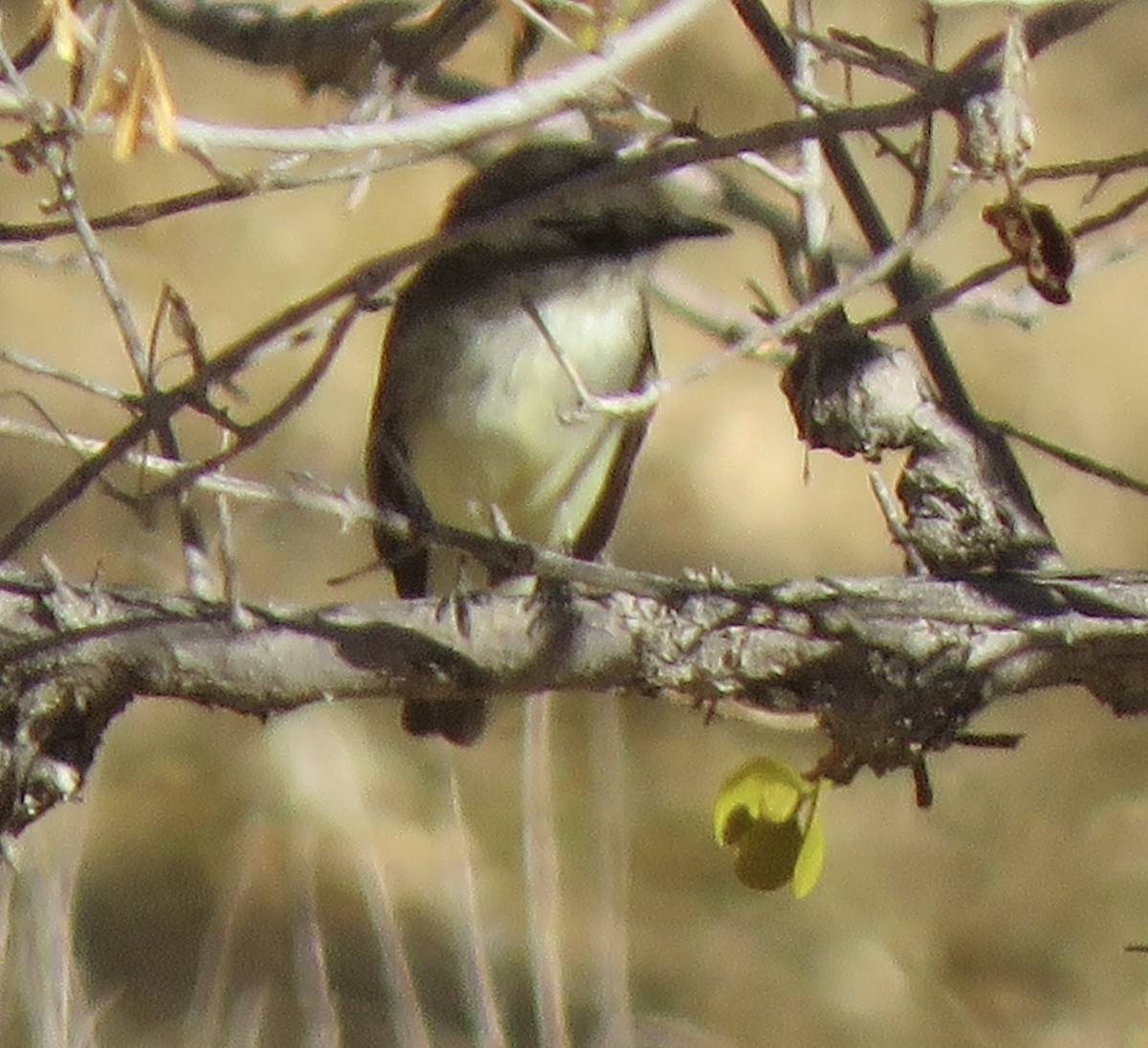 Eastern Phoebe - ML627826063