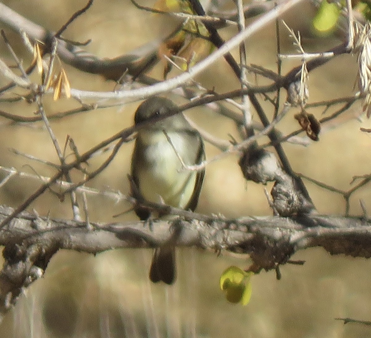Eastern Phoebe - ML627826064