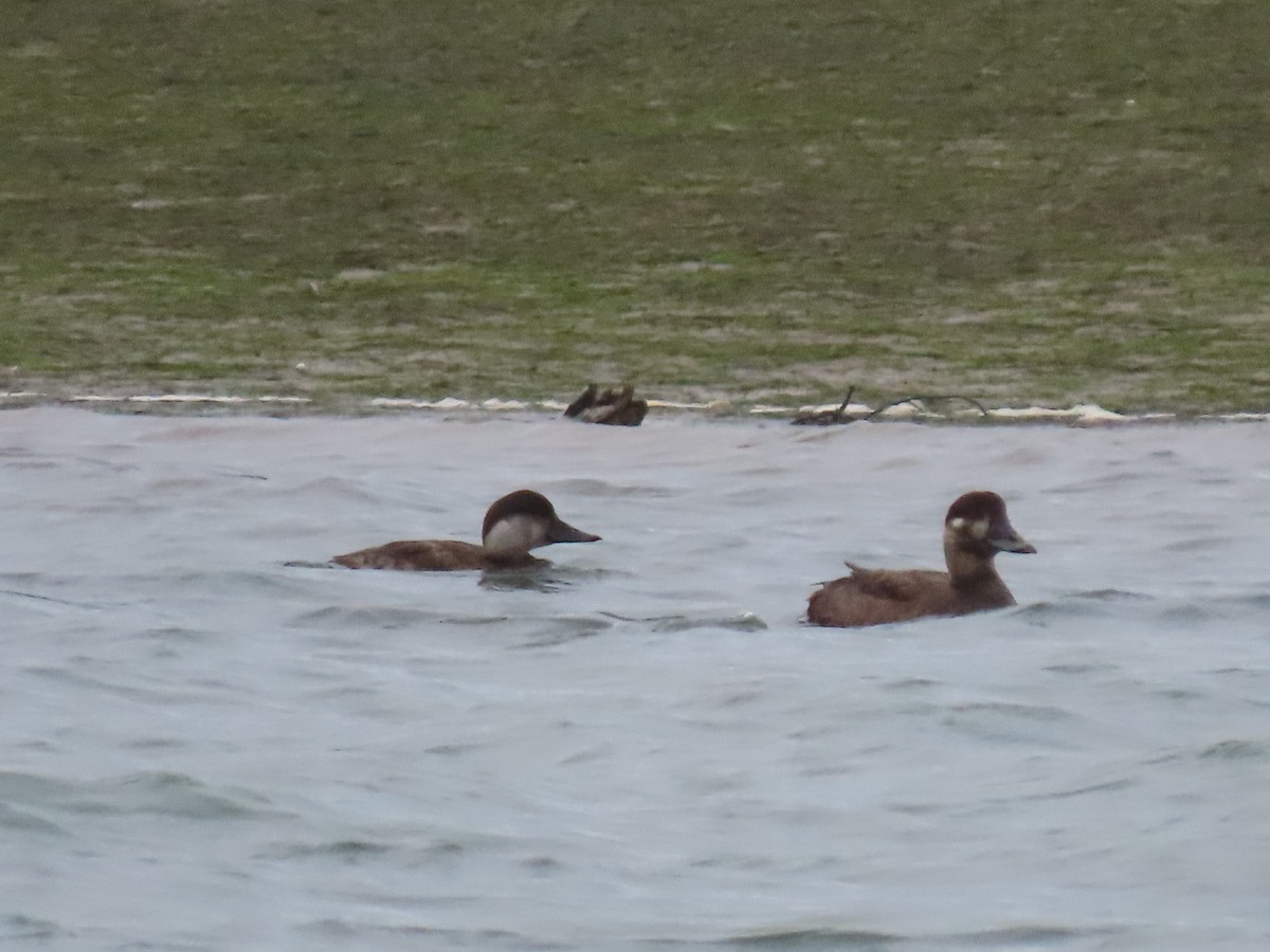 Surf Scoter - Noé Cuesta Ortiz