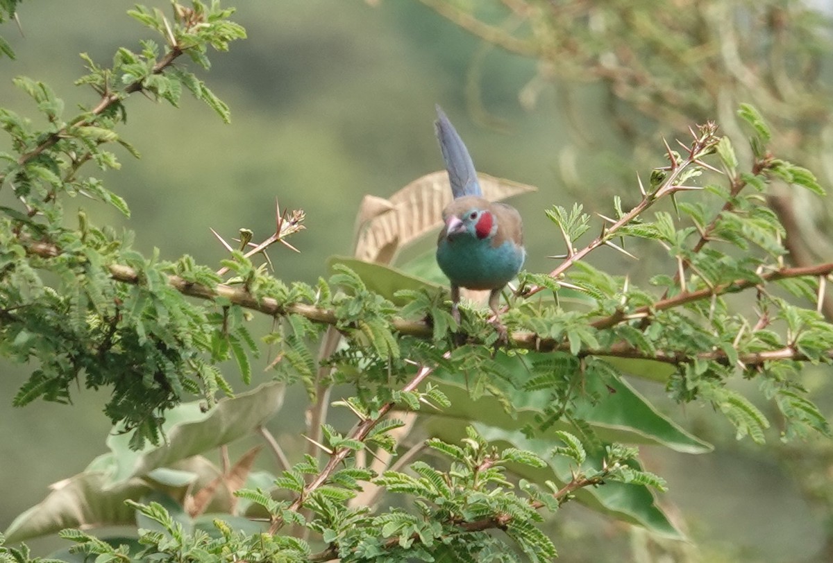 Red-cheeked Cordonbleu - ML627826104