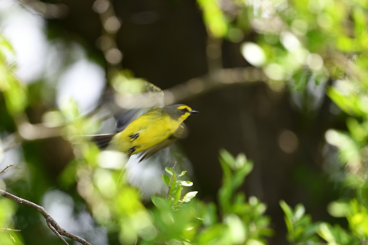 Yellow-browed Tyrant - ML627826110