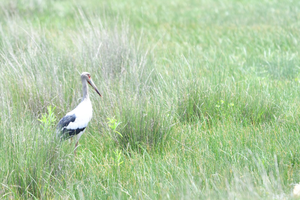 Maguari Stork - ML627826116