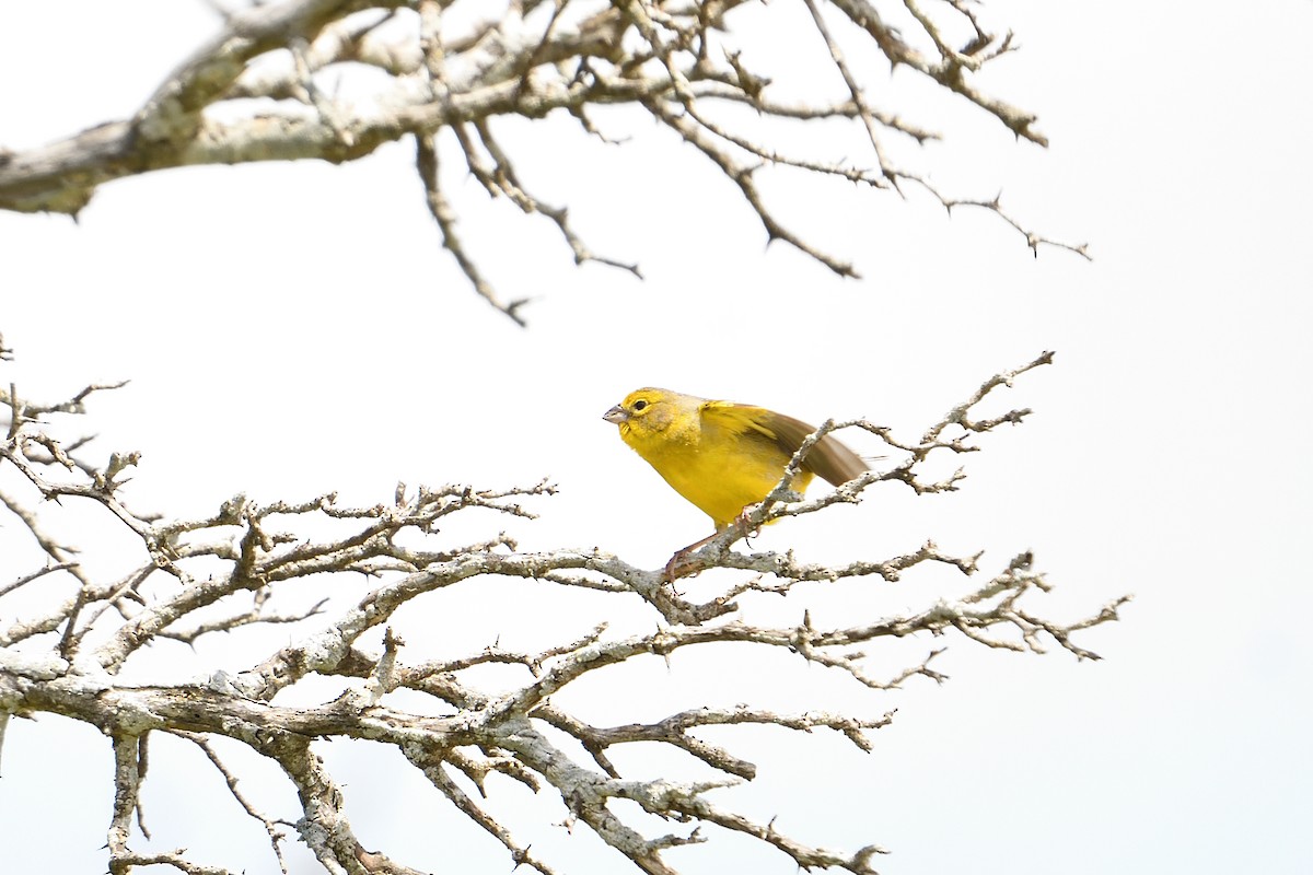 Grassland Yellow-Finch - ML627826139