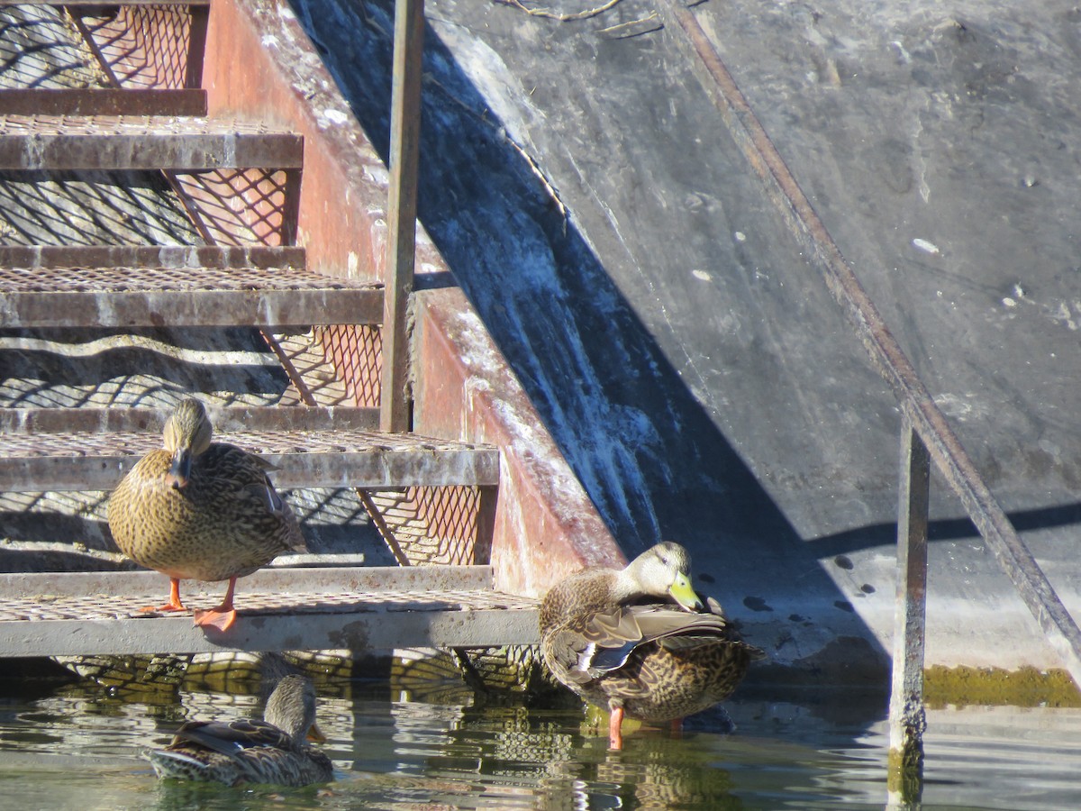 Mexican Duck - ML627826166