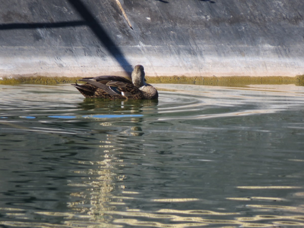 Mexican Duck - ML627826167