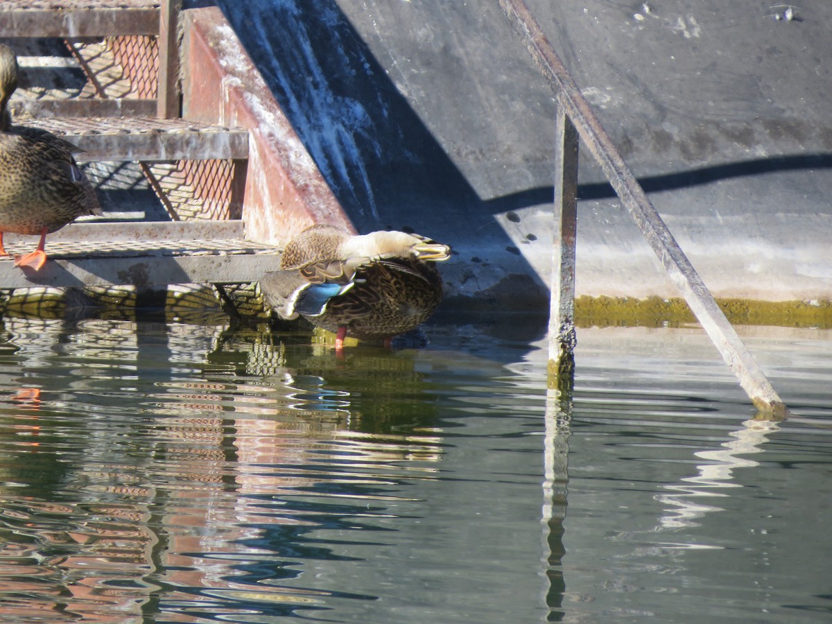 Mexican Duck - ML627826168