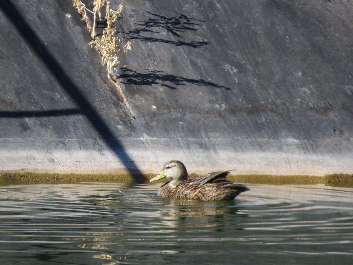 Mexican Duck - ML627826169