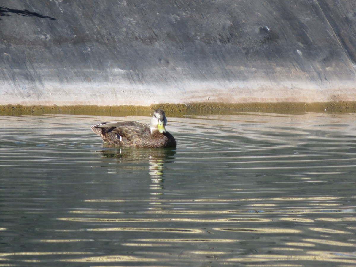 Mexican Duck - ML627826170