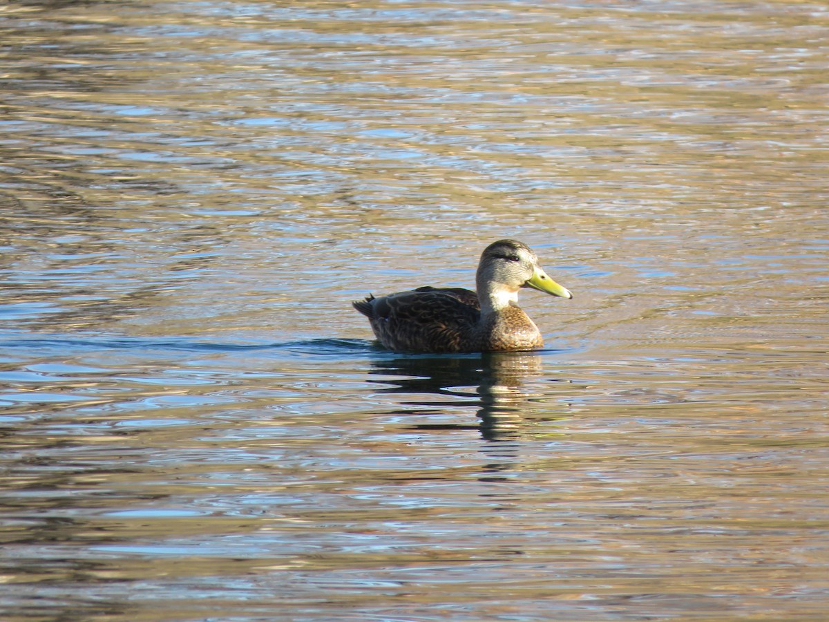 Mexican Duck - ML627826171