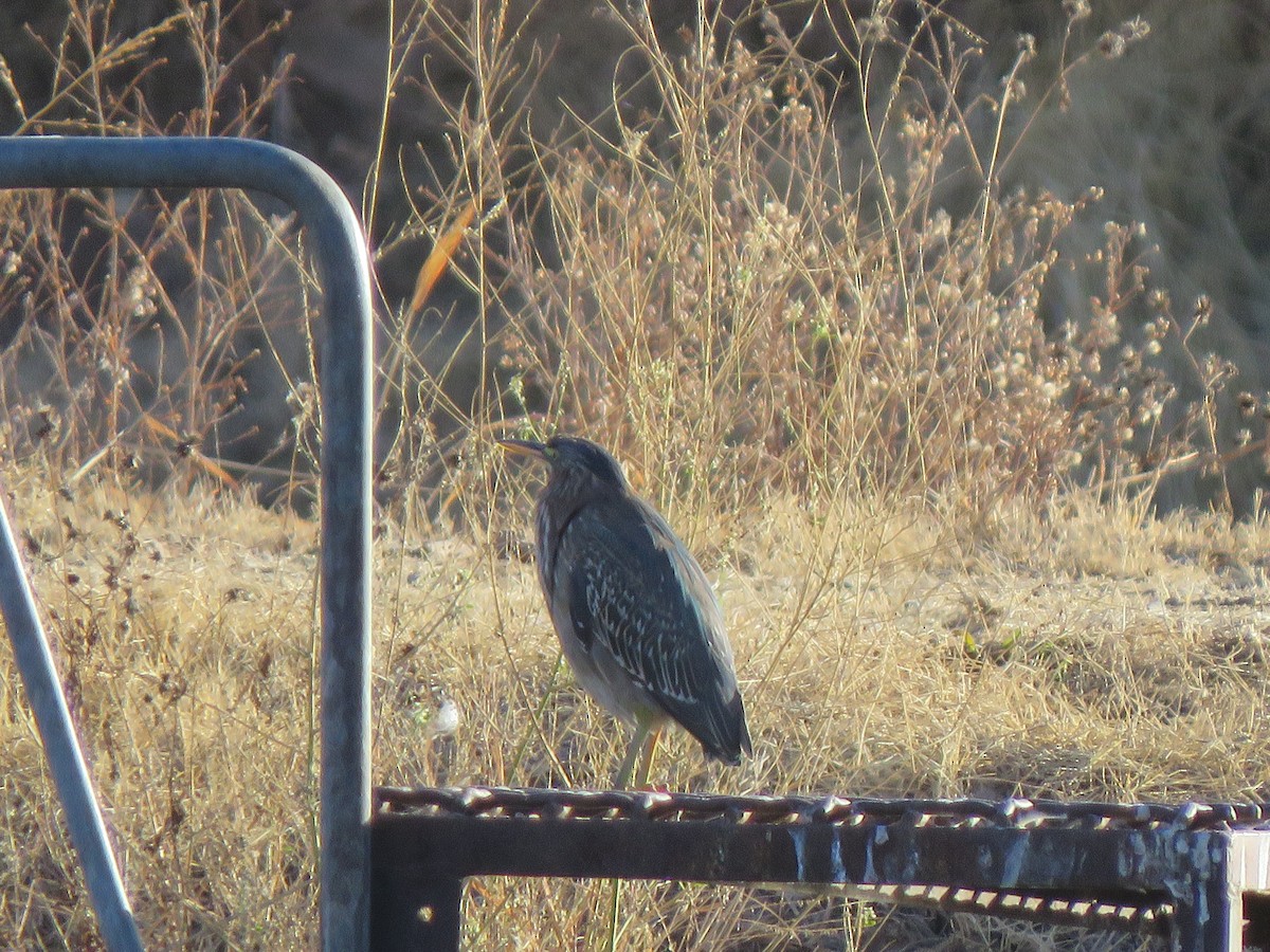 Green Heron - ML627826195