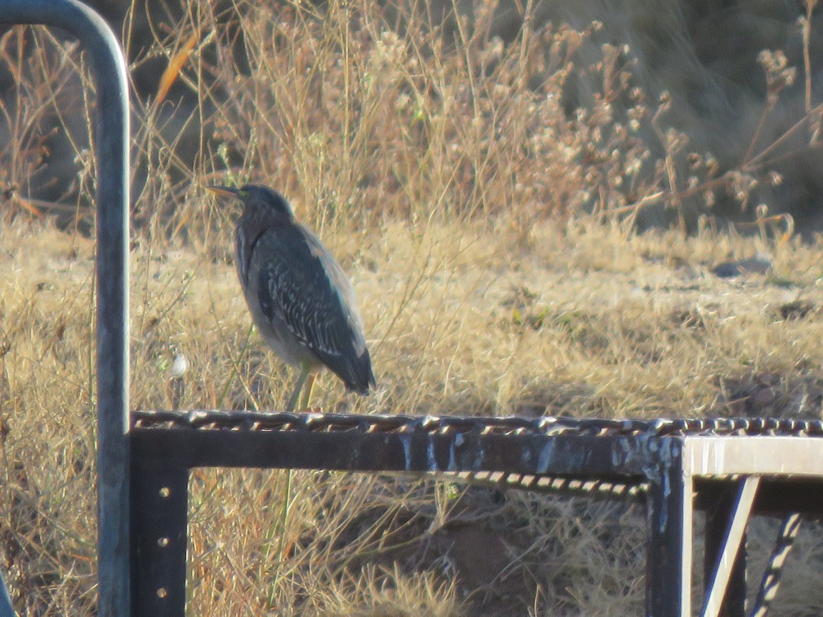 Green Heron - ML627826196