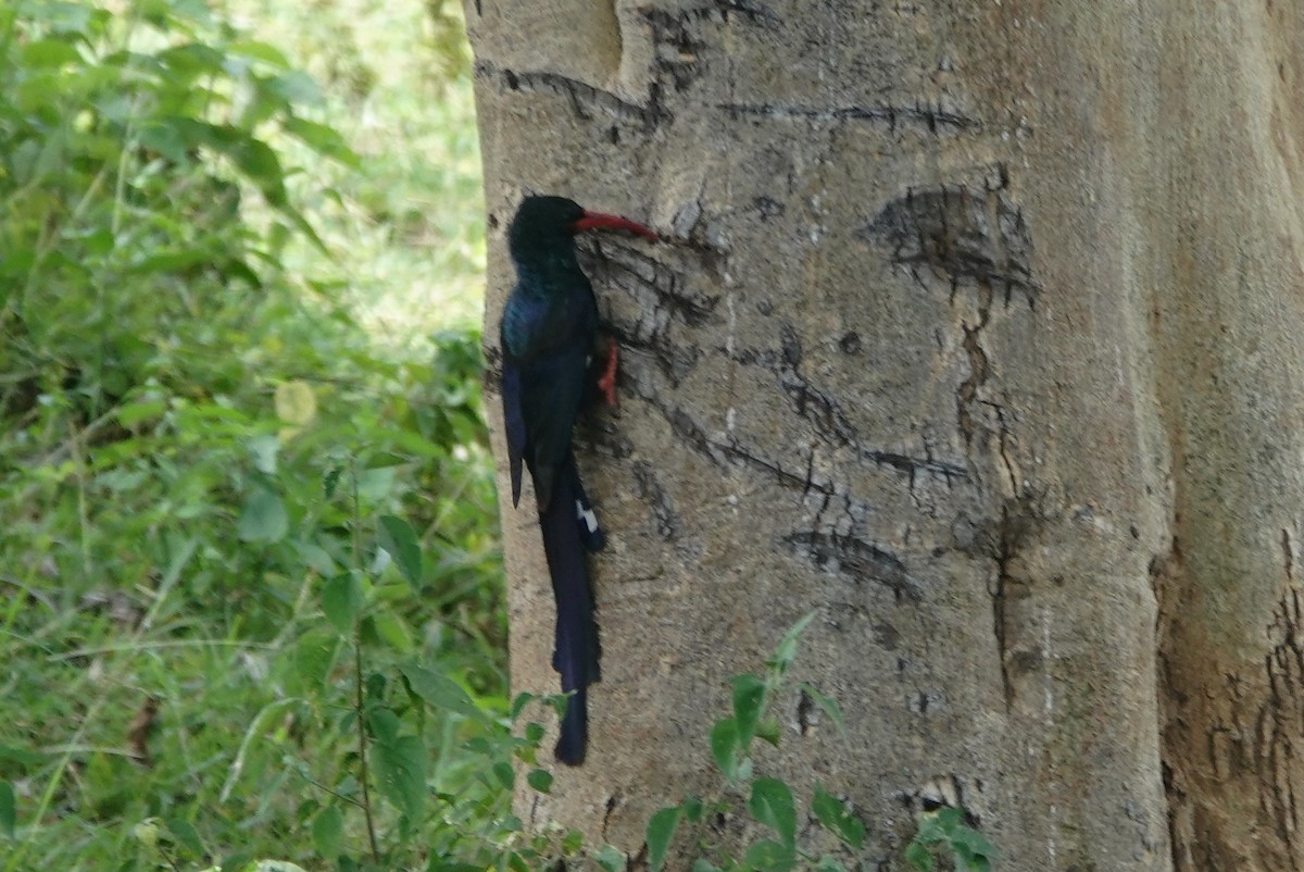 Green Woodhoopoe - ML627826203