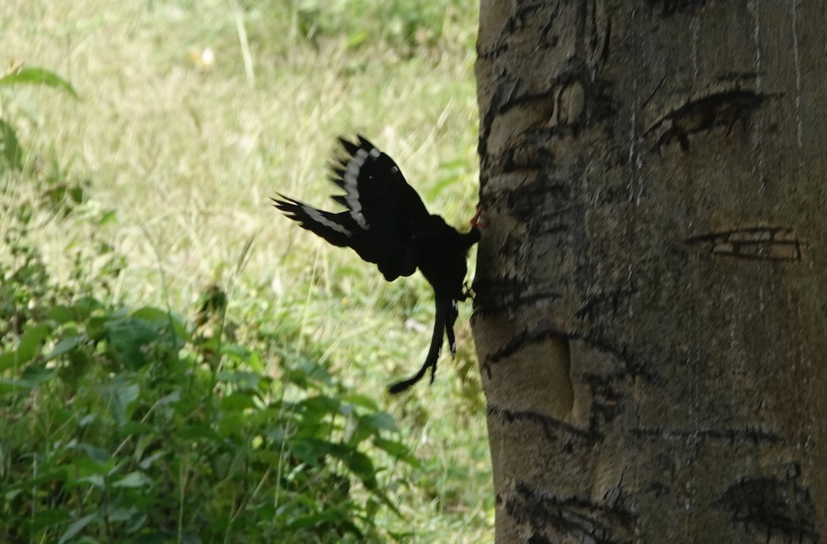 Green Woodhoopoe - ML627826204