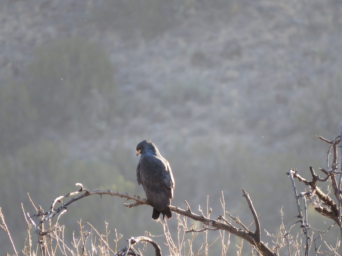 Common Black Hawk - ML627826207