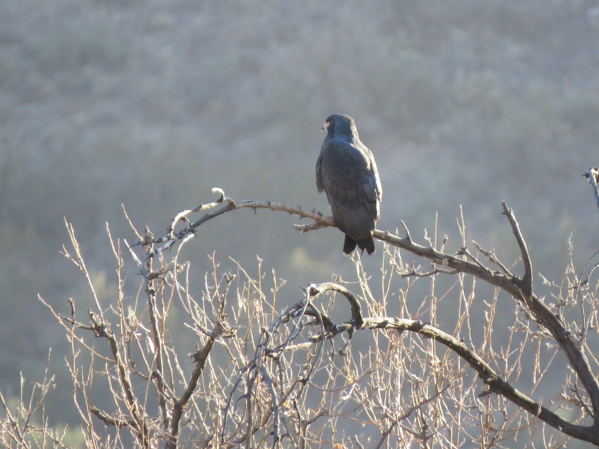Common Black Hawk - ML627826208
