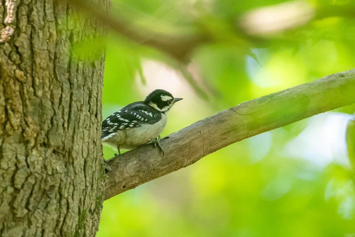 Downy Woodpecker - ML627826222