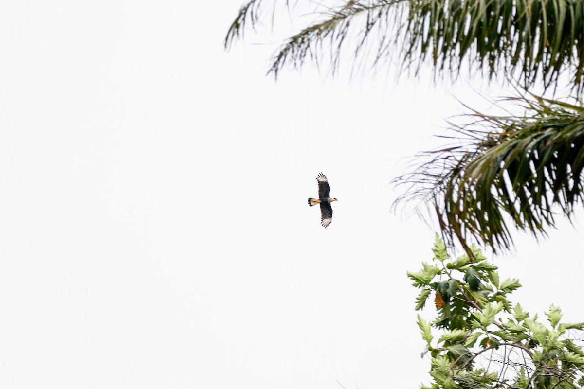 Crested Caracara - ML627826228