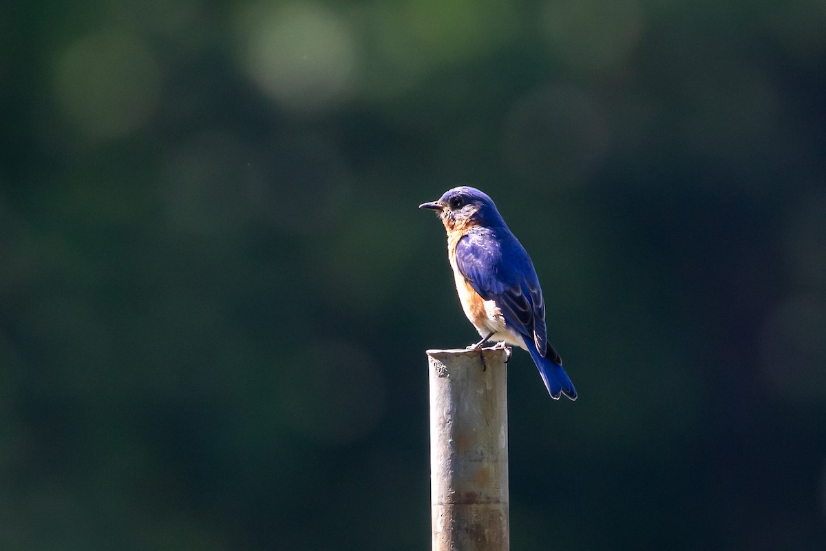 Eastern Bluebird - ML627826303