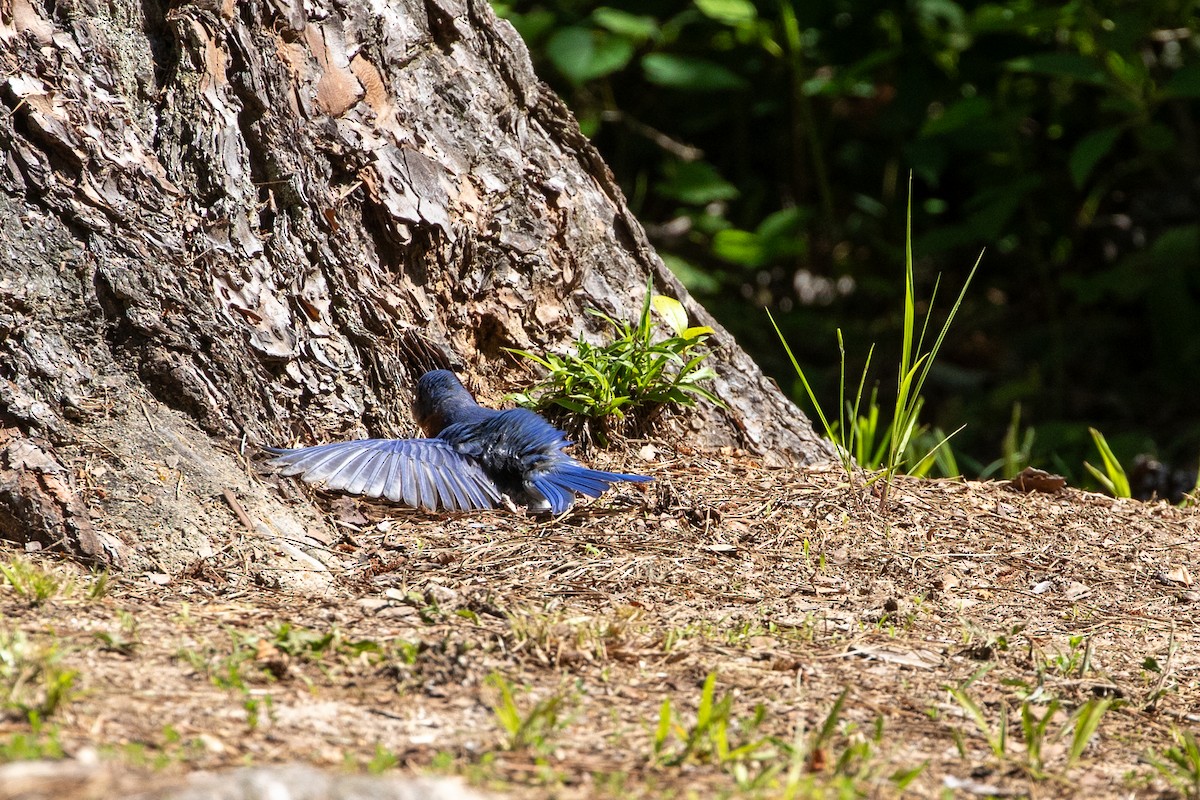 Eastern Bluebird - ML627826304