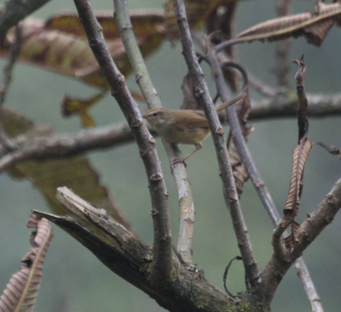 Brownish-flanked Bush Warbler - ML627826338