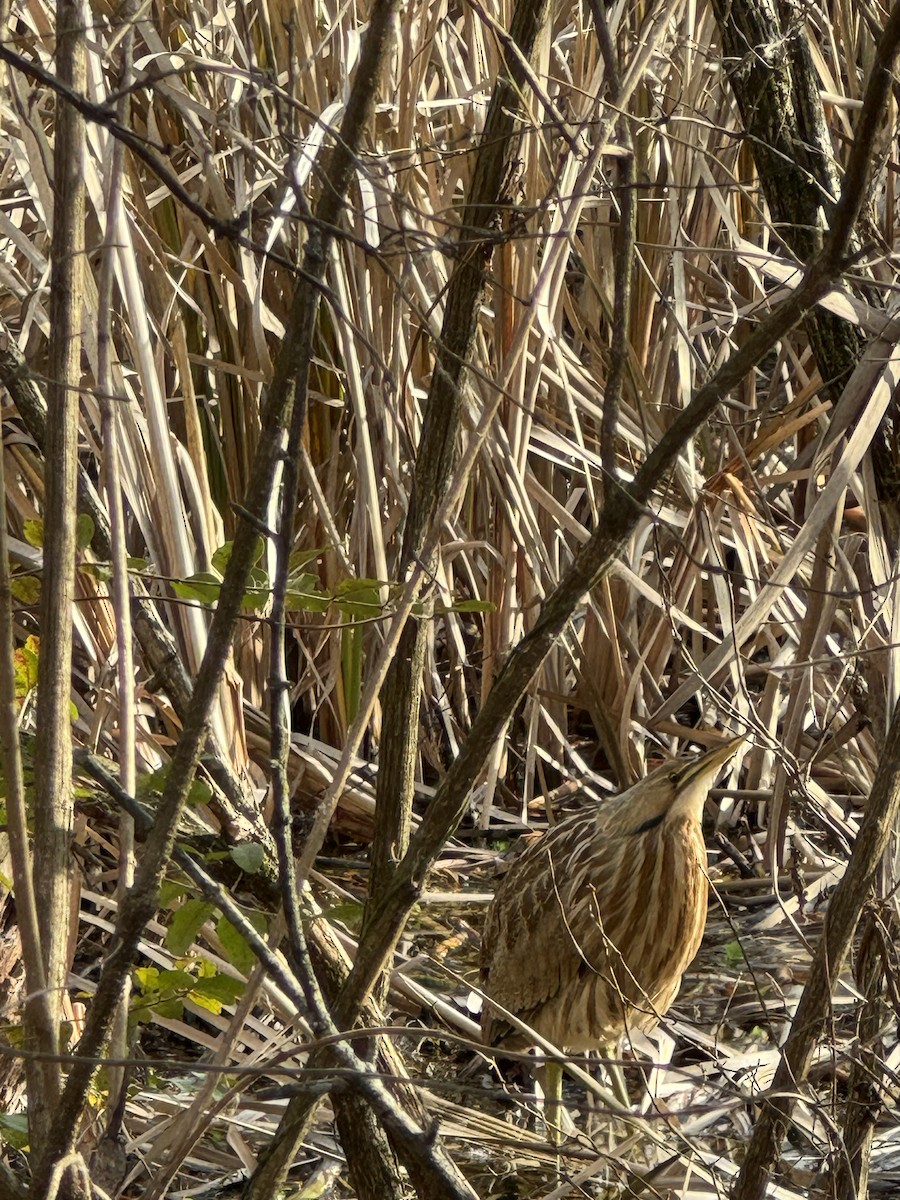 bukač severoamerický - ML627826348