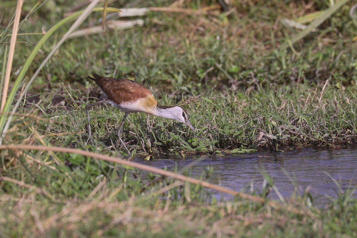 African Jacana - ML627826361