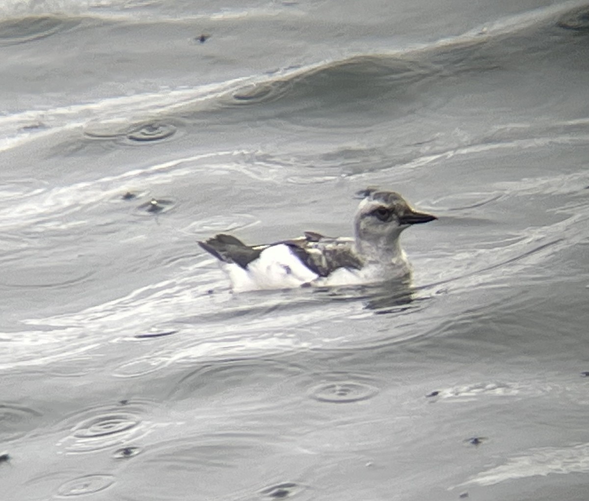 Pigeon Guillemot - ML627826369