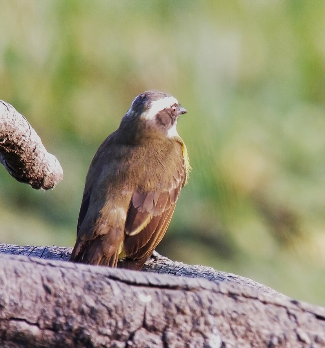 Social Flycatcher - ML627826440