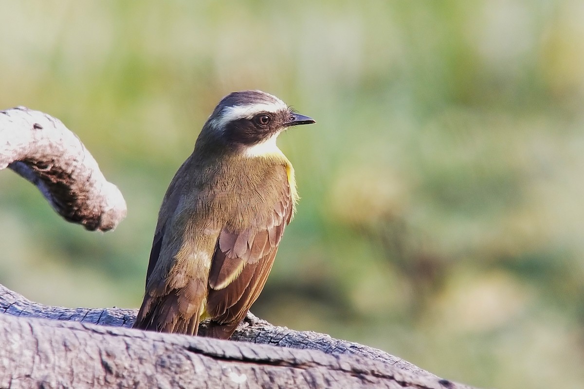 Social Flycatcher - ML627826442