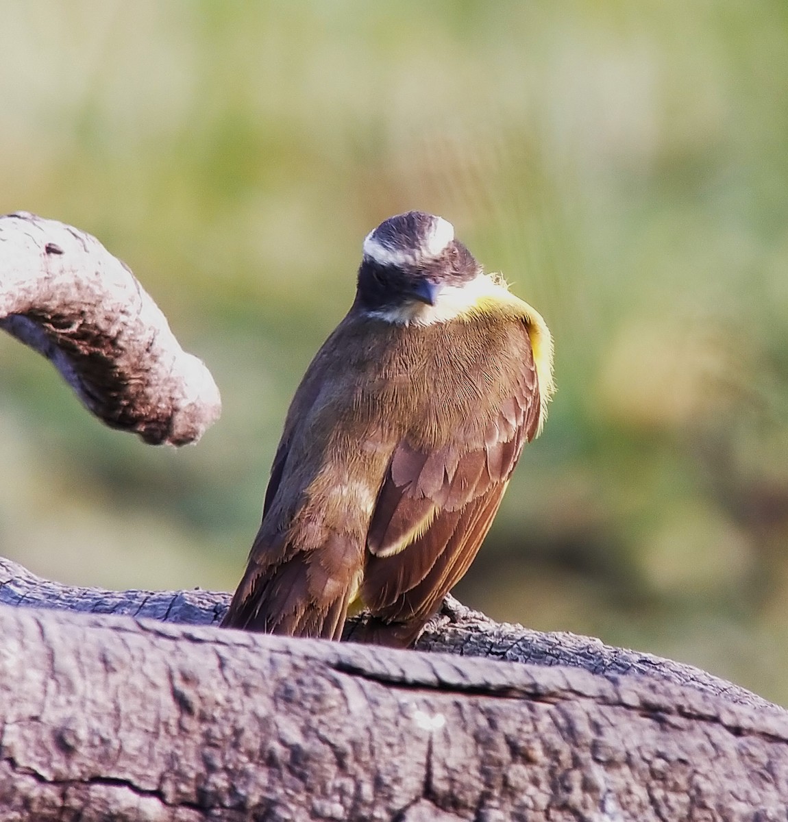 Social Flycatcher - ML627826443