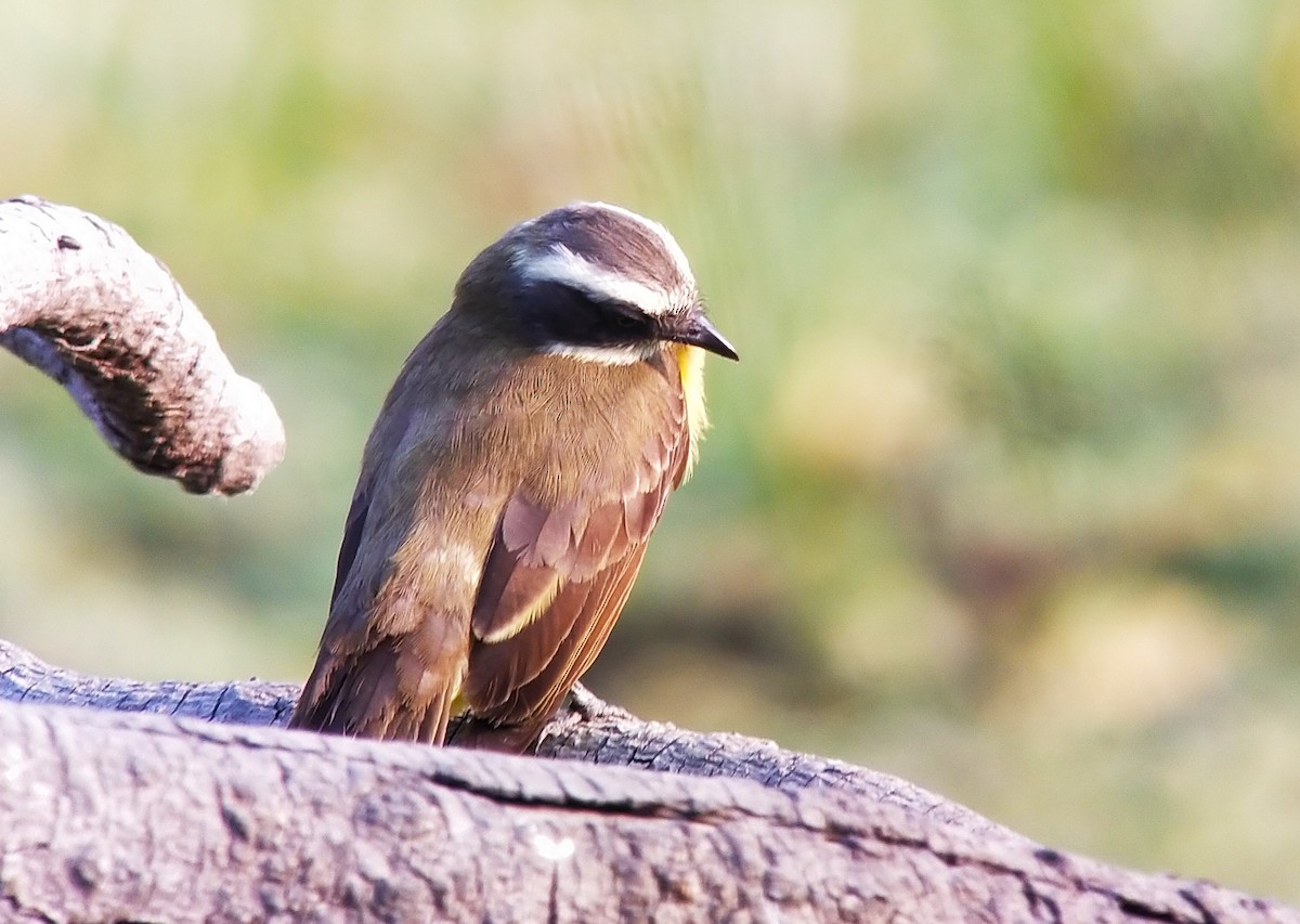 Social Flycatcher - ML627826444