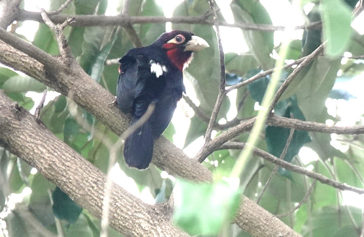 Double-toothed Barbet - ML627826451