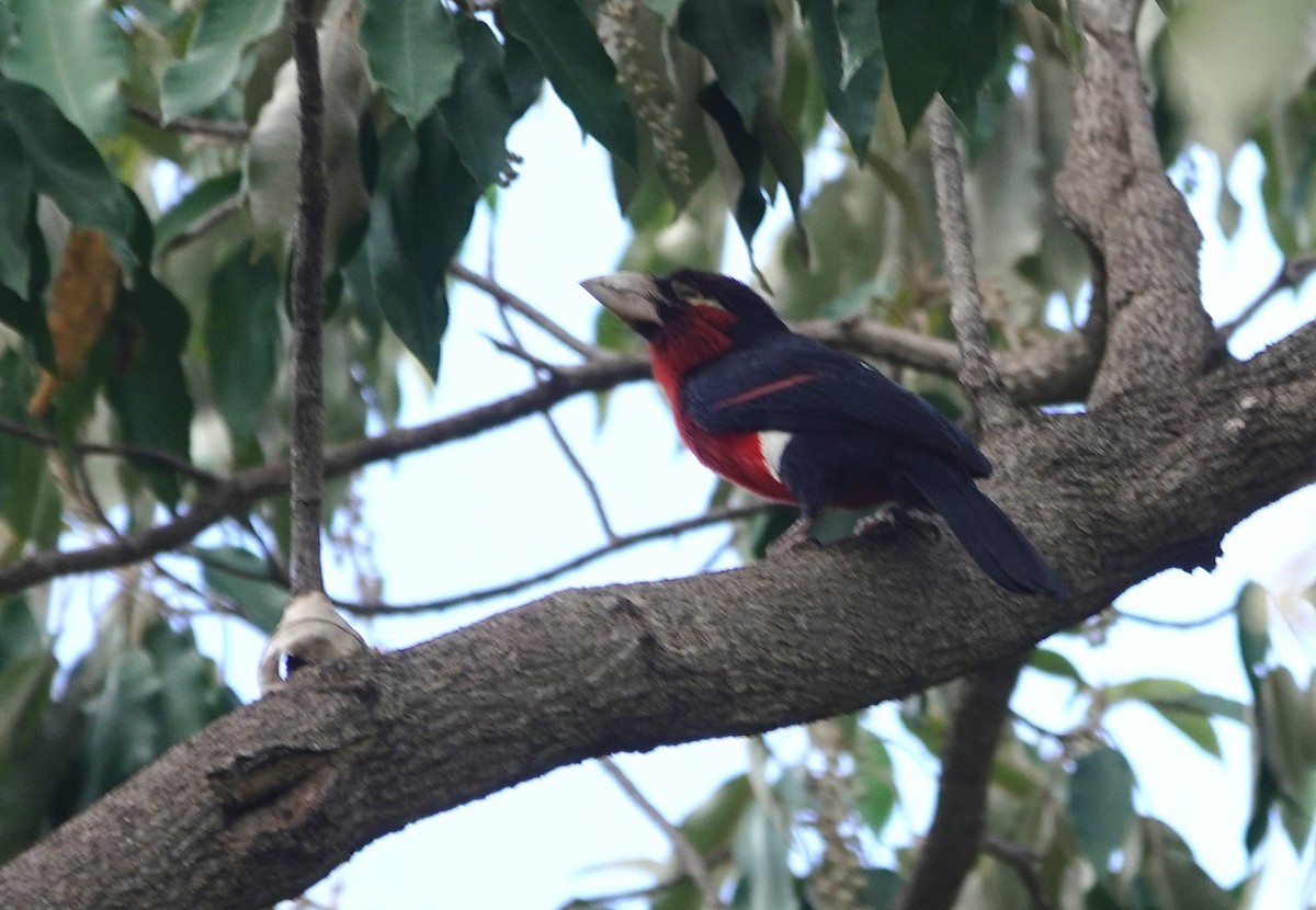 Double-toothed Barbet - ML627826452