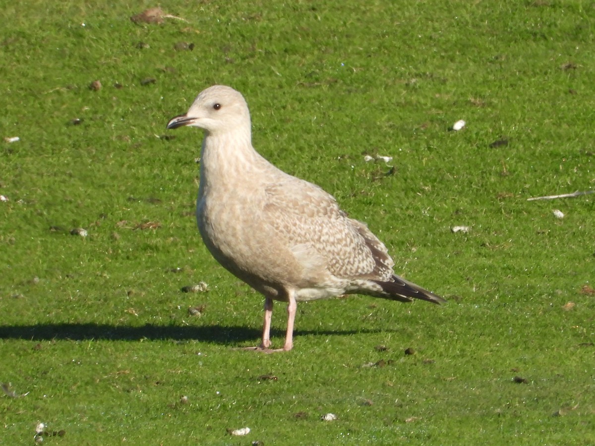 Goéland arctique (thayeri) - ML627826483