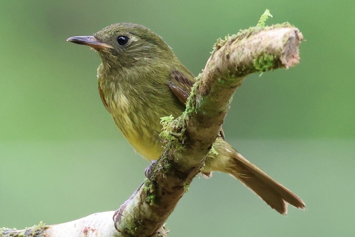 Olive-streaked Flycatcher - ML627826493