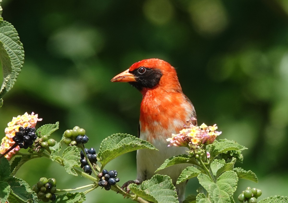 Red-headed Weaver - ML627826506