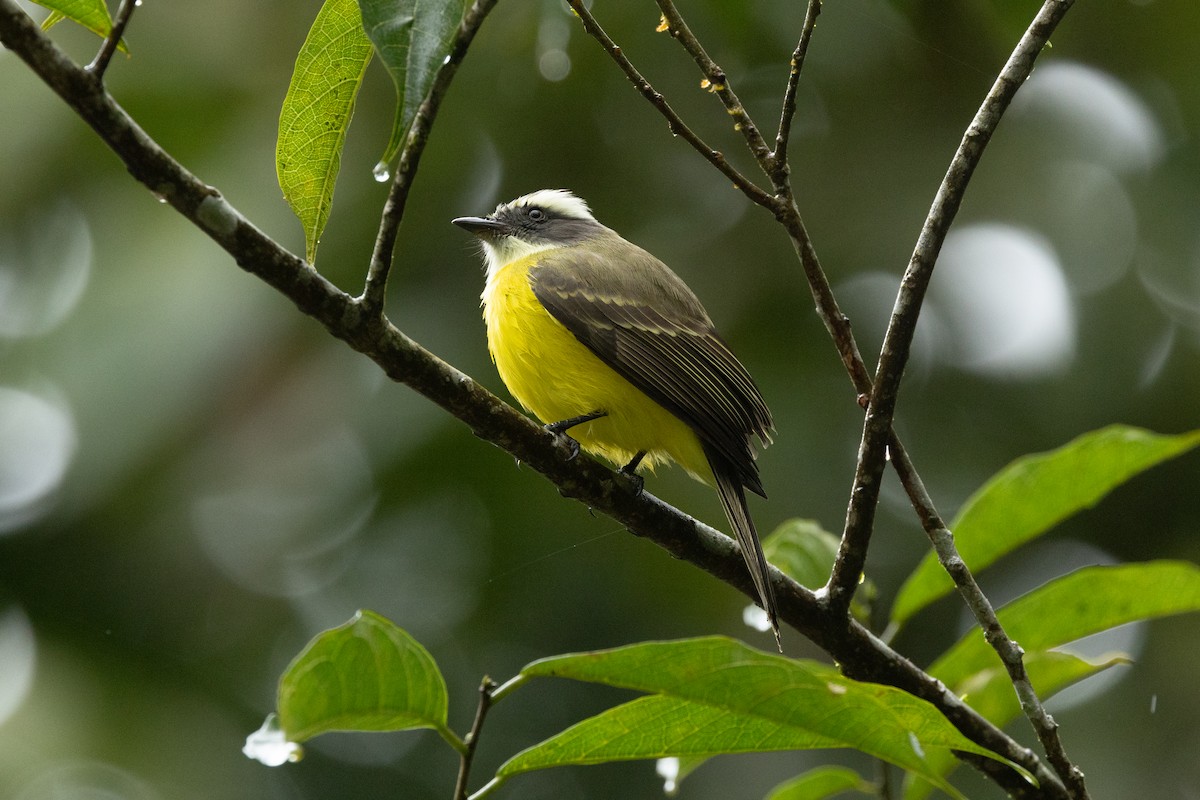 Social Flycatcher - ML627826515