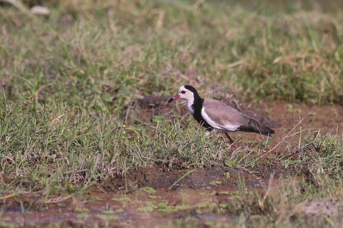 Long-toed Lapwing - ML627826540