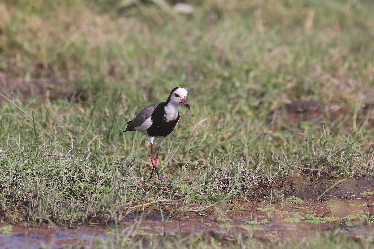 Long-toed Lapwing - ML627826541