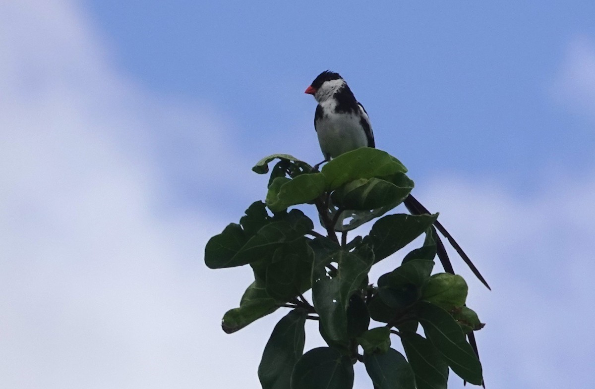 Pin-tailed Whydah - ML627826556