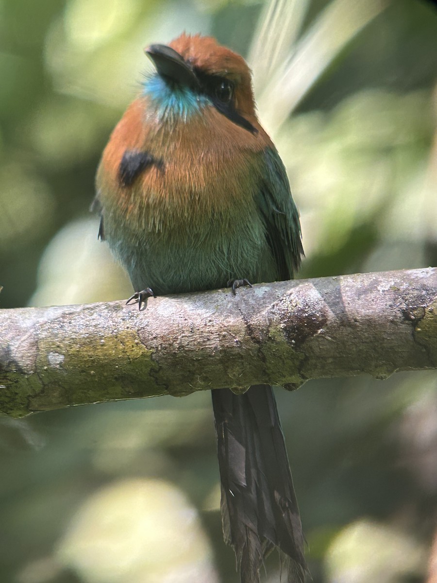 Broad-billed Motmot - ML627826582