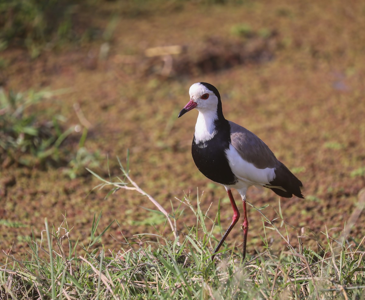 Long-toed Lapwing - ML627826591