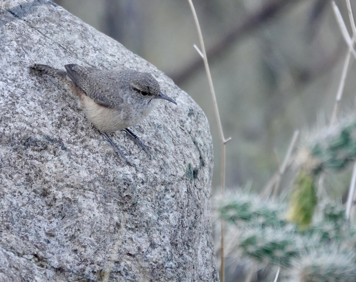 Rock Wren - ML627826602