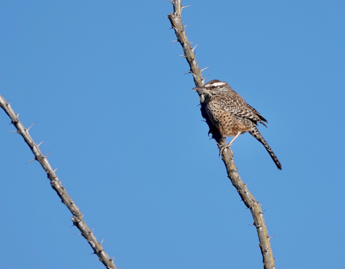 Cactus Wren - ML627826621