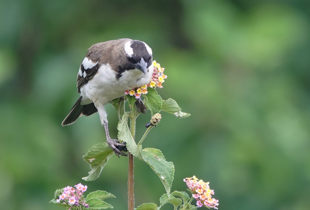 White-browed Sparrow-Weaver - ML627826628