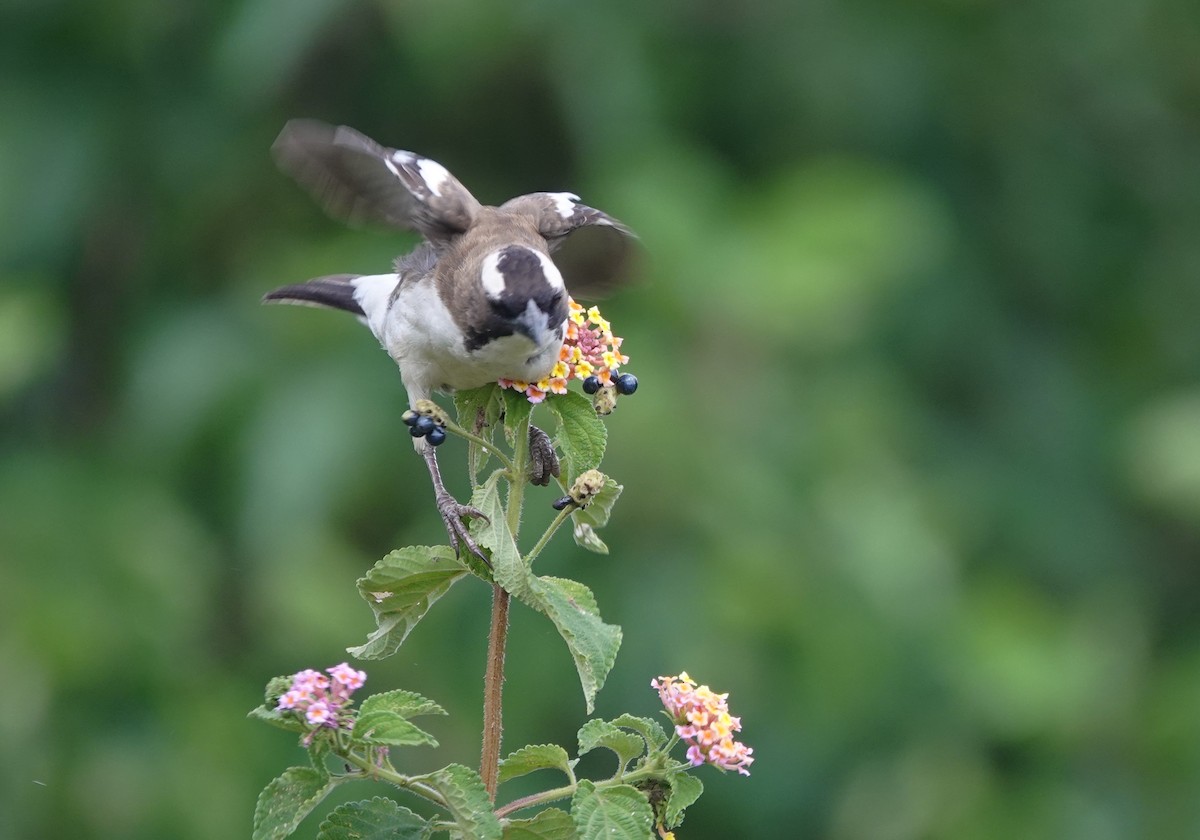 White-browed Sparrow-Weaver - ML627826629