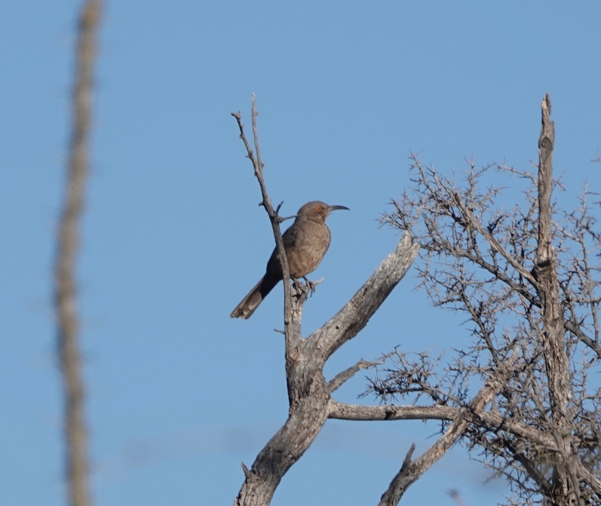 Curve-billed Thrasher - ML627826634