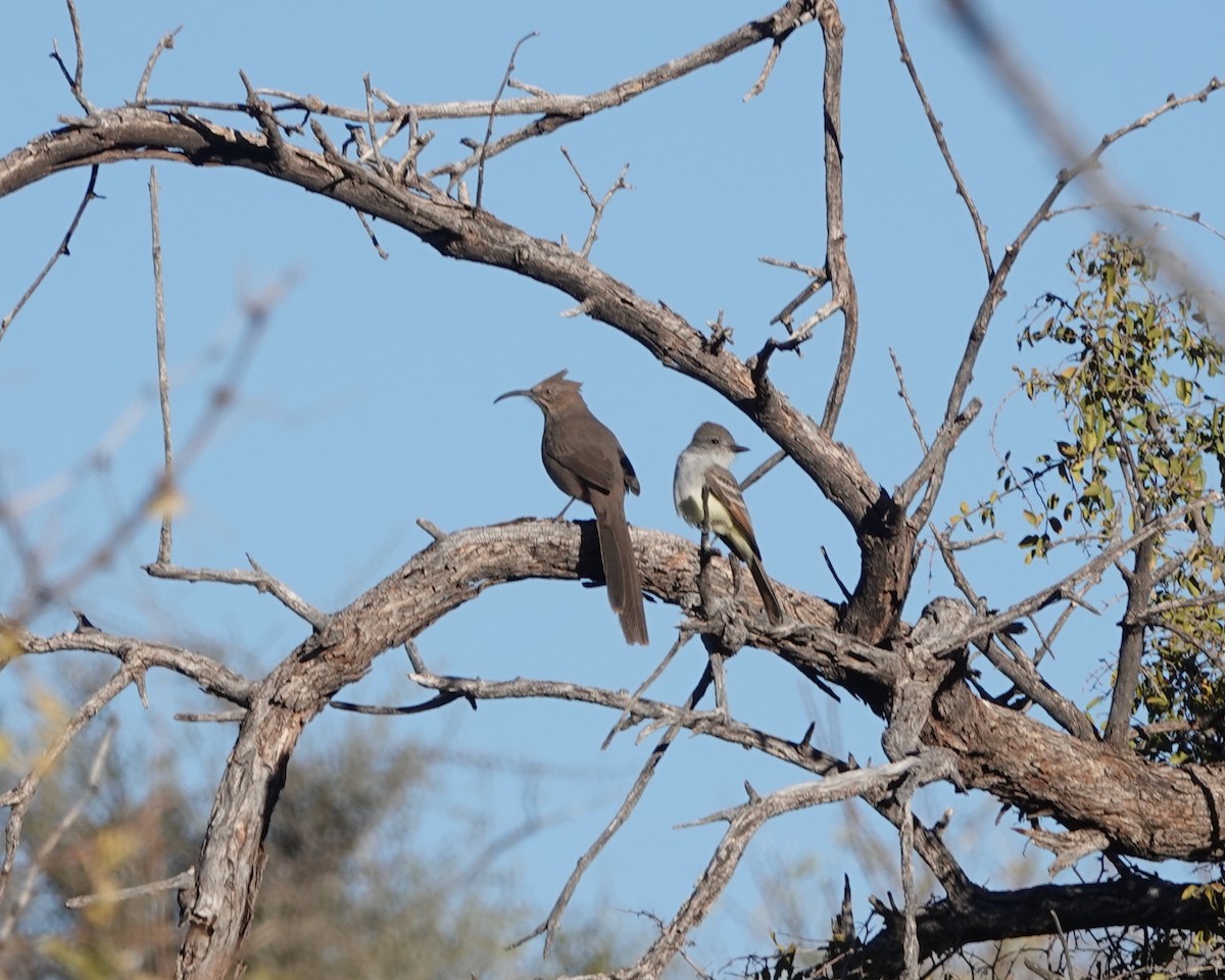 Crissal Thrasher - ML627826651