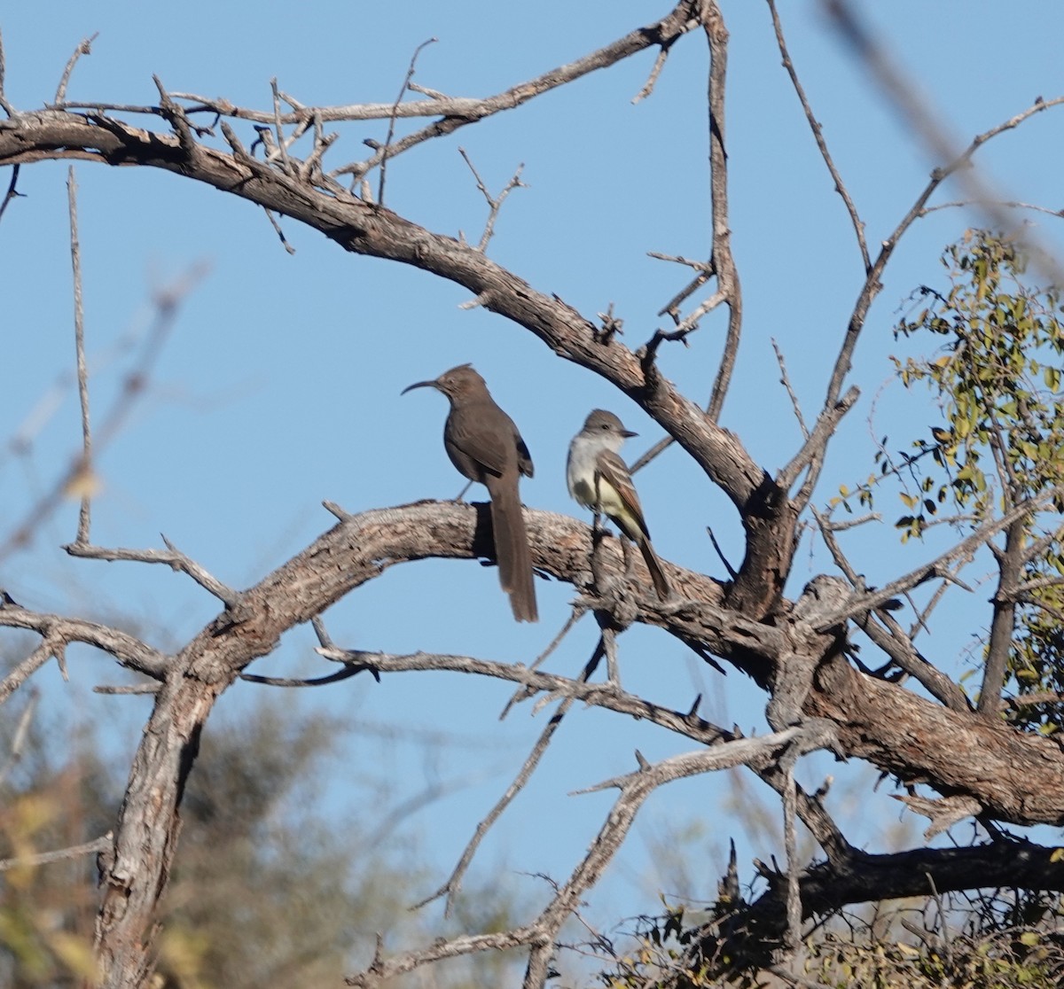 Crissal Thrasher - ML627826652